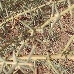 Asparagus horridus habit picture by Maarten Vanhove (cc-by-sa)