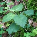 Stachys sylvatica leaf picture by Christian TANGUY (cc-by-sa)