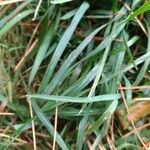 Elymus caninus leaf picture by Anne Maugé (cc-by-sa)