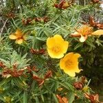 Hypericum lanceolatum habit picture by Émile Maurice (cc-by-sa)