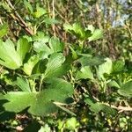 Ribes aureum habit picture by Guillaume SILANDE (cc-by-sa)