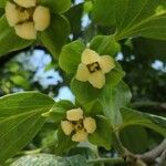 Diospyros kaki flower picture by Dieter Albrecht (cc-by-sa)