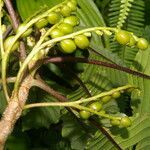 Guettarda crispiflora fruit picture by Nelson Zamora Villalobos (cc-by-nc)