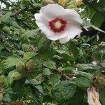 Hibiscus syriacus habit picture by wilfried moulinet (cc-by-sa)