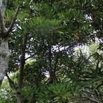 Labourdonnaisia calophylloides habit picture by J. Champ (cc-by-sa)