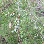 Juniperus communis flower picture by Mathieu VALENTIN (cc-by-sa)