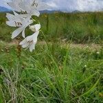 Paradisea liliastrum habit picture by Gio Bunel (cc-by-sa)