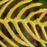 Blechnum spicant fruit picture by Martin Bishop (cc-by-sa)