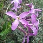 Hesperis laciniata flower picture by Nicolas Bazin (cc-by-sa)
