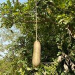 Kigelia africana habit picture by Lennaert Steen (cc-by-sa)
