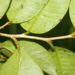 Chrysophyllum brenesii leaf picture by Nelson Zamora Villalobos (cc-by-nc)