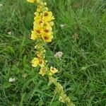 Verbascum nigrum flower picture by Pavla Šmrhová (cc-by-sa)