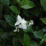 Tradescantia fluminensis flower picture by Pablo Vale (cc-by-sa)