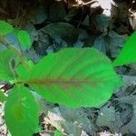 Alnus serrulata leaf picture by Melissa Melissa Keneely (cc-by-sa)