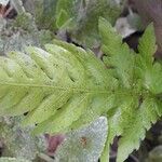 Woodwardia fimbriata leaf picture by Greg Froelich (cc-by-sa)