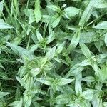 Epilobium roseum leaf picture by blooms astraea’s (cc-by-sa)