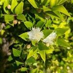 Myrtus communis flower picture by Thomas Theise (cc-by-sa)