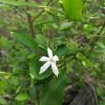 Jasminum neocaledonicum flower picture by Coordination Endemia (cc-by-sa)