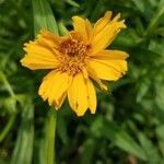 Coreopsis lanceolata flower picture by Karan (cc-by-sa)