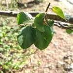 Fagus sylvatica leaf picture by Bacoilieu _Riccardo Scalone (cc-by-sa)