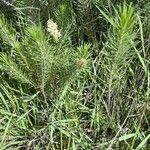 Asclepias linaria habit picture by Miguel-de-SCAMPS_MX (cc-by-sa)