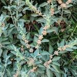 Withania somnifera habit picture by Acosta García Isabel (cc-by-sa)