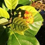 Cordia sebestena leaf picture by Tricia Jeter (cc-by-sa)