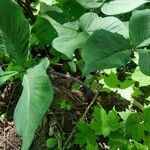 Arisaema triphyllum habit picture by Jean-François Girard (cc-by-sa)