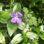 Vinca major leaf picture by bk him (cc-by-sa)