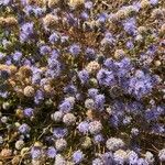 Jasione crispa flower picture by Anne Le Groumellec (cc-by-sa)