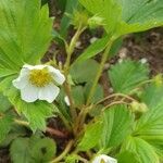 Fragaria x ananassa fruit picture by Dv pleinlecul (cc-by-sa)