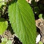 Stachys alpina leaf picture by Denis SABATIER (cc-by-sa)