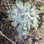 Dudleya pulverulenta leaf picture by Henry Broeska (cc-by-sa)