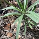 Echium acanthocarpum leaf picture by Costin Cimena (cc-by-sa)