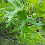Quercus rubra leaf picture by Victor Barac (cc-by-sa)