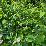 Cornus sericea habit picture by David Hocken (cc-by-sa)