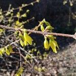 Forsythia suspensa flower picture by Karel Fritscher (cc-by-sa)