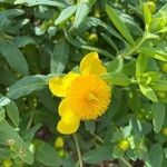 Hypericum frondosum flower picture by Joel Hicks (cc-by-sa)