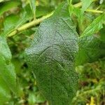 Verbesina virginica leaf picture by Lily Jones (cc-by-sa)