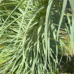 Echium wildpretii leaf picture by bas yves (cc-by-sa)