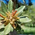 Myrica faya flower picture by Daniel Bourget (cc-by-sa)