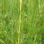 Equisetum palustre habit picture by Eric Bossard (cc-by-sa)