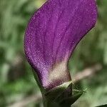 Vicia peregrina flower picture by Benito Soto Fernando (cc-by-sa)