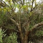 Acacia saligna habit picture by Mark Jackson (cc-by-sa)