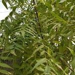 Azadirachta indica leaf picture by Singh Prafull (cc-by-sa)