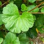Pelargonium inodorum leaf picture by Amy Barresi (cc-by-sa)