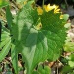 Doronicum pardalianches leaf picture by Artur Mamedov (cc-by-sa)