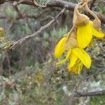 Sophora denudata flower picture by Matthieu Libeer (cc-by-sa)