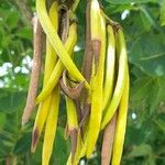 Tabebuia heterophylla fruit picture by Trap Hers (cc-by-sa)