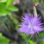 Dianthus hyssopifolius flower picture by jid (cc-by-sa)